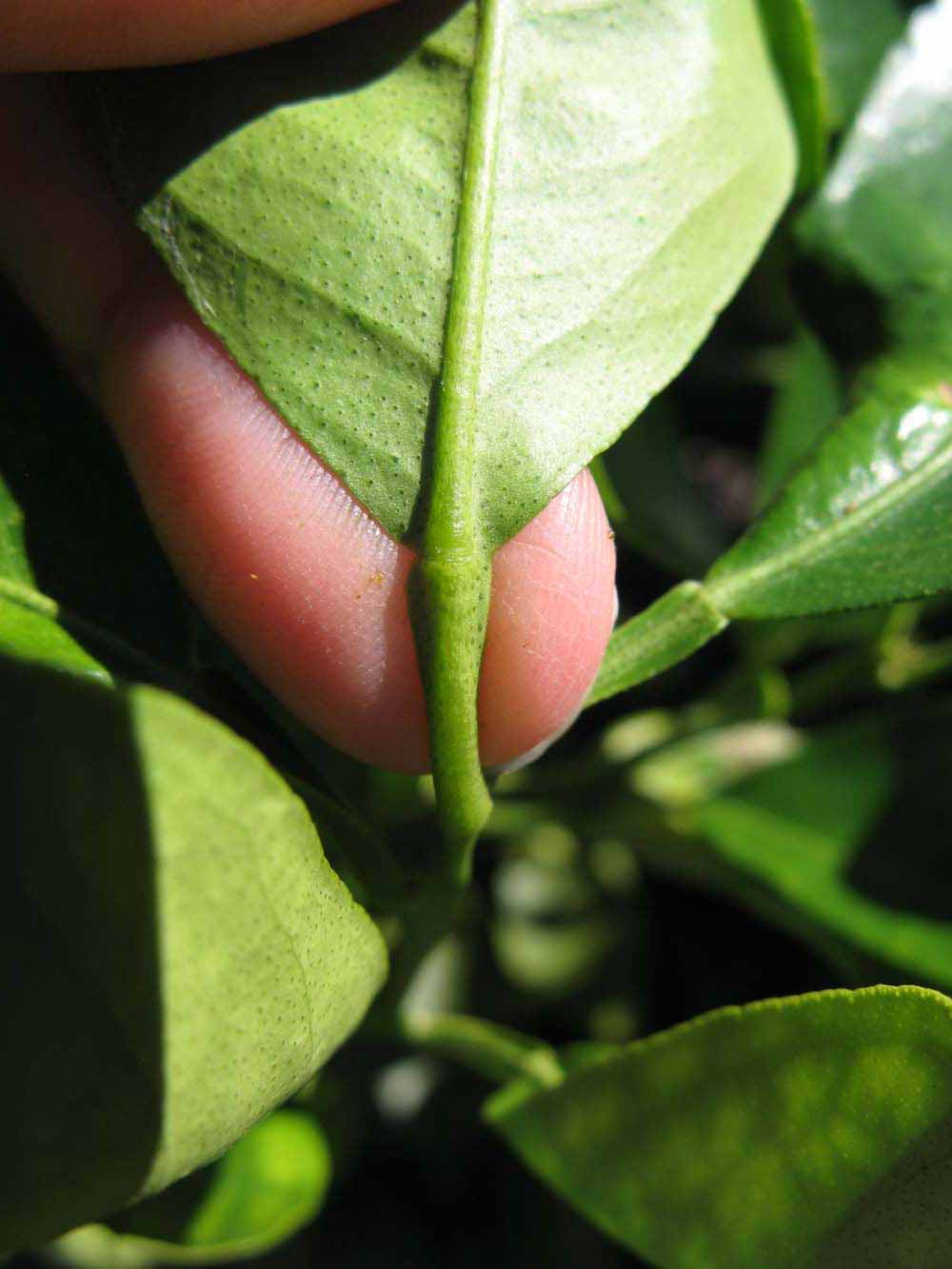              Petiole (Winter Haven, FL)       